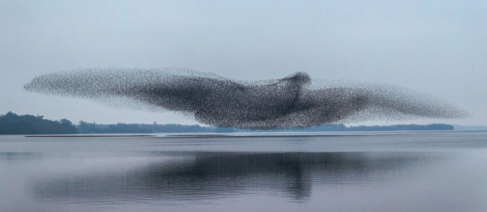 Murmurations